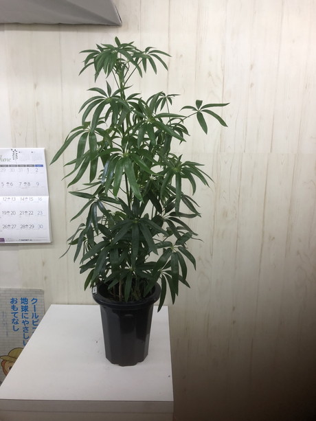 花一生花店 観葉植物